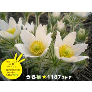 【山野草・宿根草】西洋翁草・白花（セイヨウオキナグサ・シロバナ）