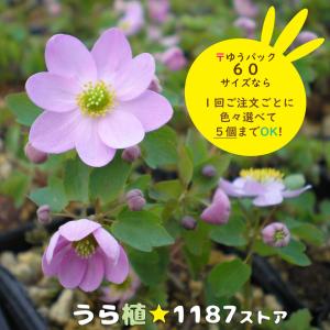 クリスマスローズ開花株 DD多弁咲き系グリーンゴールド 264 現品限り