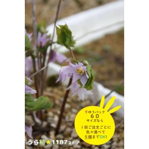 山野草　緑花　日高草　9A 高山植物・山野草】日高草（ヒダカソウ） : うら植1187ストア - 通販