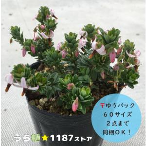 【低木・高山植物・山野草】蔓無し蔓苔桃(ツルナシ...の商品画像