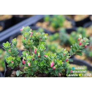 【低木・高山植物・山野草】蔓無し蔓苔桃(ツルナ...の詳細画像2