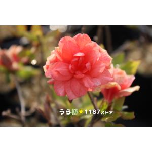 山野草・球根・宿根草】雪餅草（ユキモチソウ ) : うら植1187ストア