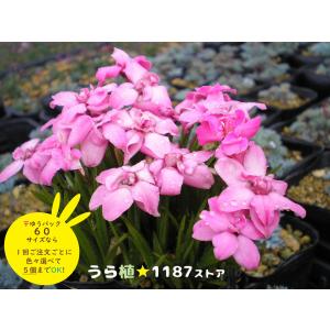 ルークさま専用 ユキモチソウ②③④雪餠草 山野草 斑入り15株根付き 山野草・球根・宿根草】雪餅草（ユキモチソウ ) : うら植1187ストア