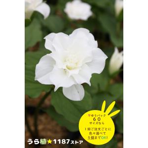 高山植物・山野草】日高草（ヒダカソウ） : うら植1187ストア - 通販