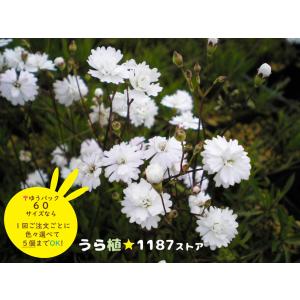 高山植物・山野草】日高草（ヒダカソウ） : うら植1187ストア - 通販