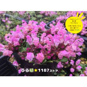 山野草・球根・宿根草】雪餅草（ユキモチソウ ) : うら植1187ストア