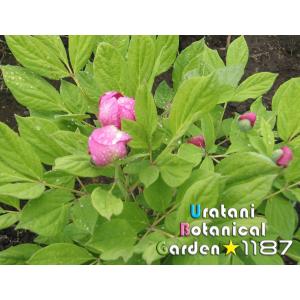 【山野草・宿根草・高山植物】紅花山芍薬・炎 1...の詳細画像1
