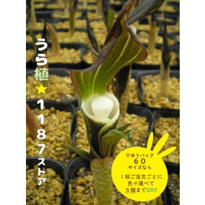 高山植物・山野草】日高草（ヒダカソウ） : うら植1187ストア - 通販