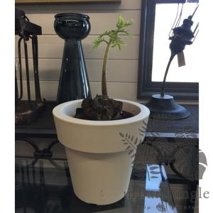 【シダ植物】リュウビンタイ Angiopteris lygodiifolia Rosenst【5号鉢】