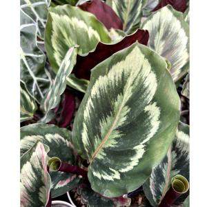 カラテア メダリオン 観葉植物 の商品一覧 花 ガーデニング 通販 Yahoo ショッピング