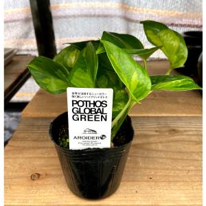 Urban Jungle アーバンジャングル その他 サトイモ科 サトイモ科の観葉植物 Araceae Yahoo ショッピング