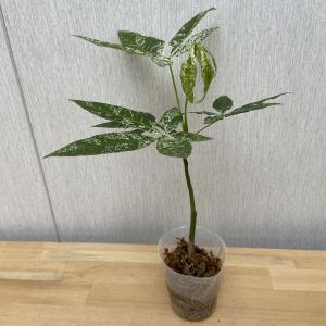 実生苗　斑入りパキラ　Pachira glabra Variegata／迷彩　散り斑　継ぎなし