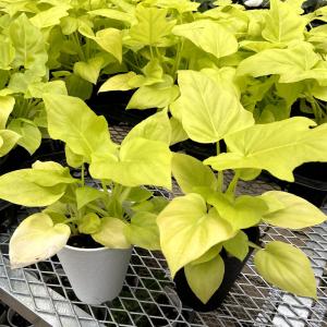 Urban Jungle アーバンジャングル フィロデンドロン Philodendron サトイモ科の観葉植物 Araceae Yahoo ショッピング