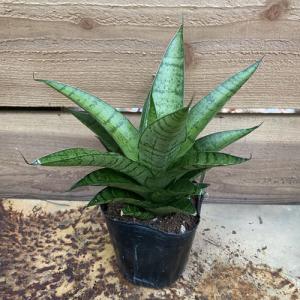 パゴダ 観葉植物 の商品一覧 花 ガーデニング 通販 Yahoo ショッピング