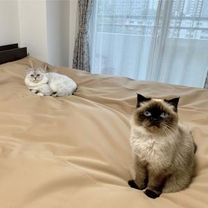 防水マット カバー シート ソファカバー ベッ...の詳細画像2
