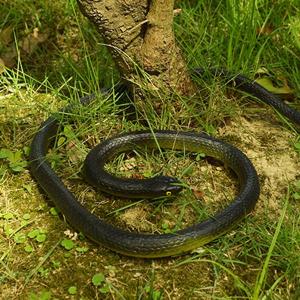 いたずらグッズ へび 蛇 ヘビ おもちゃ ゴム製 120cm 鳥対策 猿対策 (TA3)