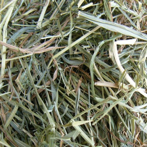 北海道産チモシー２番刈り牧草　3kg