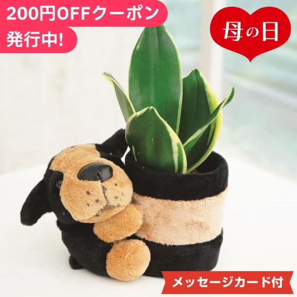 母の日2024 サンスベリア わんこポット ギフト 観葉植物 犬 ぬいぐるみ インテリア 贈り物