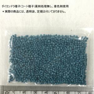 ダイカンドラ 防草 福花園種苗 ダイカンドラ種...の詳細画像2