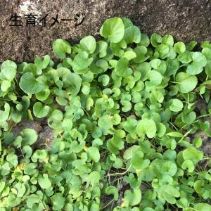 ダイカンドラ 防草 福花園種苗 ダイカンドラ種...の詳細画像3