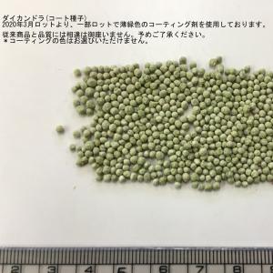 ダイカンドラ 防草 福花園種苗 ダイカンドラ種...の詳細画像5