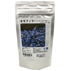 オ*ズ様 種子50粒 パキポディウム・アンボンゲン 種子50粒パキポディウムアンボンゲンPachypodium ambongense