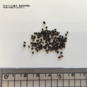 ネモフィラ インシグニス 福花園種苗 ネモフィ...の詳細画像2