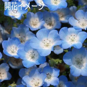 ネモフィラ インシグニス 福花園種苗 ネモフィ...の詳細画像3