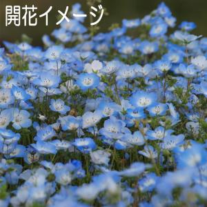 ネモフィラ インシグニス 福花園種苗 ネモフィ...の詳細画像4