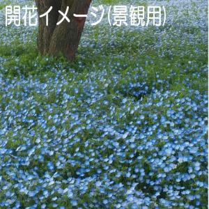 ネモフィラ インシグニス 福花園種苗 ネモフィ...の詳細画像5