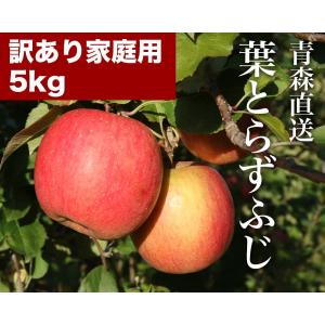 りんご 産地直送 REDAPPLE 青森直送葉とらずふじ 家庭用 5kg