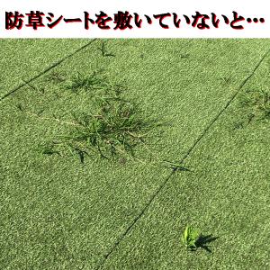防草シート バリアグラス モスグリーン 1x5...の詳細画像5