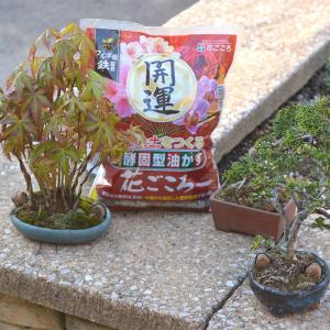 3月下旬発送 肥料 醗酵固型油かす 花ごころ ...の詳細画像4