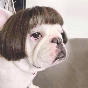 犬の服面白い服の商品一覧 通販 Yahoo ショッピング