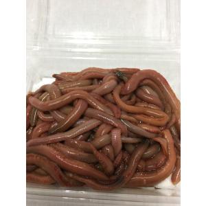 釣り餌 本虫  約50g マムシ 岩虫 赤蛇虫 生き餌 活きエサ