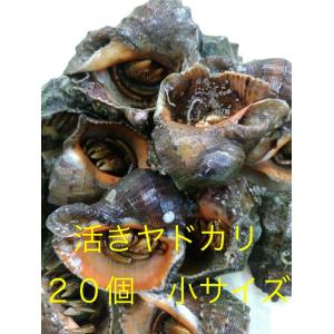 釣り餌 活きヤドカリ 小サイズ 20個
