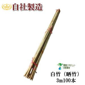 白竹（晒竹）1m 10本 天然竹 竹 支柱 雪吊り 雪囲い 添え木 農業用