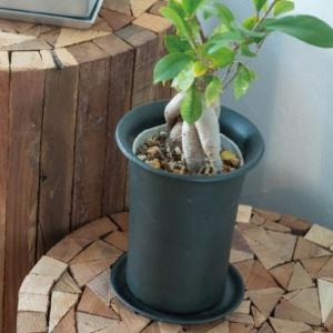 植木鉢 皿 ラウンドプレート 直径10cm 皿...の詳細画像3