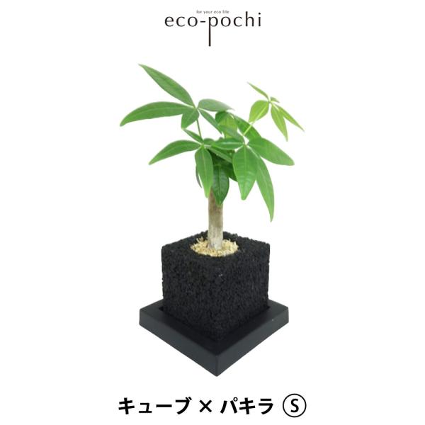 eco-pochi エコポチ Cube キューブ S サイズ パキラ 観葉植物 おしゃれ 室内 鉢 ...