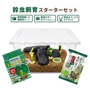 独自ブランド 鈴虫 育成キット 成虫3ペア 飼育...の商品画像