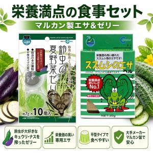 独自ブランド 鈴虫 育成キット 成虫3ペア 飼...の詳細画像3