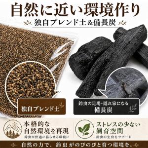 独自ブランド 鈴虫 育成キット 成虫3ペア 飼...の詳細画像4