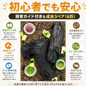 独自ブランド 鈴虫 育成キット 成虫3ペア 飼...の詳細画像5