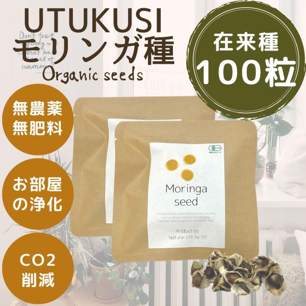 モリンガ 種　約100粒　在来種　無農薬　無肥料　ハーブ　浄化　苗　フィリピン産　栽培用　観賞用　二...