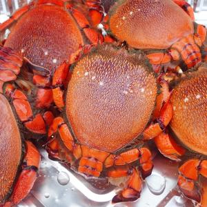 アサヒガニ 旭蟹 （2尾で550〜670g） 高知産 天然 冷凍便 送料無料 塩ゆで 焼く 鍋 汁 雑炊 etc 宇和海の幸問屋｜uwakai-s