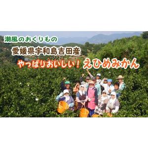 いろいろ柑橘詰合せ (訳あり 10kg) サイ...の詳細画像4