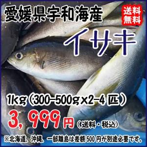 愛媛 ( イサキ ) 300-500gサイズ 2-4匹 1kg原体分 刺身...