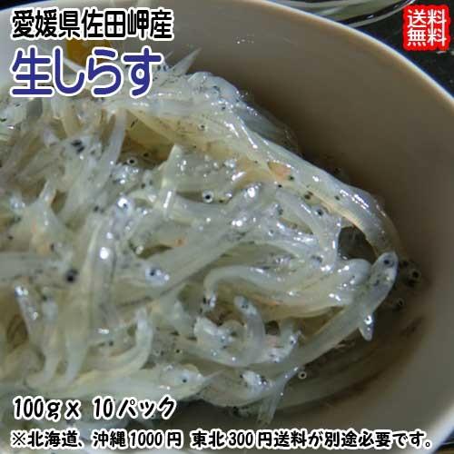 生しらす 1kg （100g×10p） 小分け 冷凍便 愛媛 佐田岬産 送料無料 浜から直送 無添加...