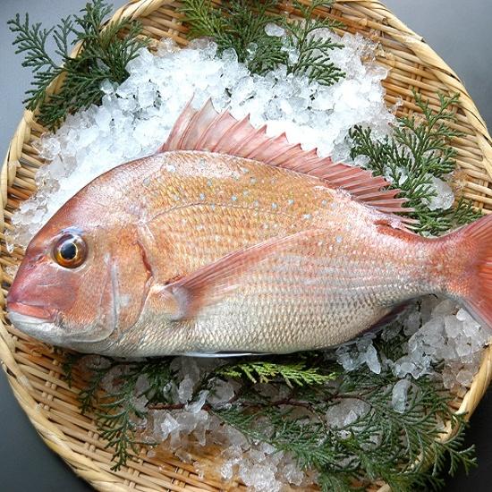 真鯛 マダイ 1.5~2kg 刺身 煮魚 焼魚 干物 送料無料 北海道/沖縄/東北は別途送料 宇和海...