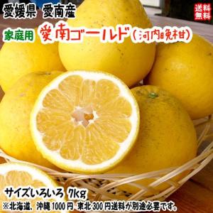 愛南ゴールド 河内晩柑 （家庭用7kg） 愛媛 愛南町産 爽やかジューシーな夏の柑橘 ブランドの品質 送料無料 宇和海の幸問屋｜宇和海の幸問屋